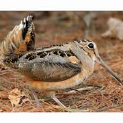 Woodcock