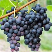 Concord Grapes