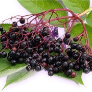 Black Elderberry