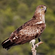 Short-Toed Eagle