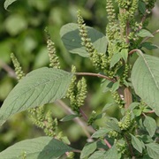 Wild Amaranth