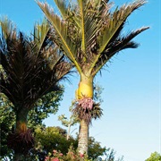 Nikau