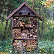 Make a Habitat for Bugs You Find in Your Backyard