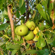 California Black Walnut (Juglans Californica)