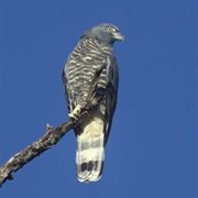 Hook-Billed Kite