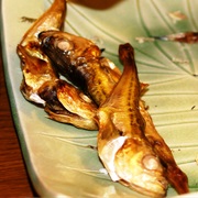 Sailfin Sandfish (Arctoscopus Japonicus)