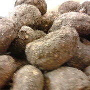 Elephant Foot Yam (Amorphophallus Paeoniifolius)