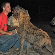 Feed the Hyenas, Harar, Ethiopia