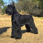Giant Schnauzer