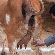 Cow Urine