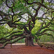 Angel Oak