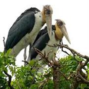 Bird Watching at Prektaol