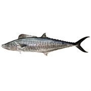 Narrow-Barred Spanish MacKerel
