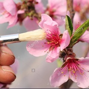 Pollinate Flowers With a Paintbrush