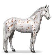 Knabstrupper - Chestnut Leopard