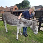 Birmingham Donkey Sanctury
