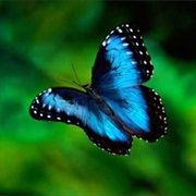 Blue Morpho