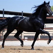 Tennessee Walking Horse