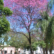 Pink Ipê (Handroanthus Impetiginosus)