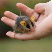 Woolly Mouse Opossum