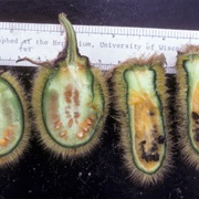 Toronjo (Solanum Vestissimum)