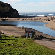 San Gregorio State Beach, California