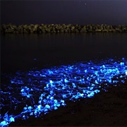 See the Firefly Squids Glow, Japan