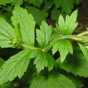 Wood Avens (Geum Urbanum)