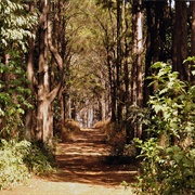 Jardins Auguste Chevalier, Guinea