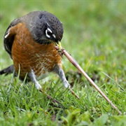 Scoleciphobia – the Fear of Worms