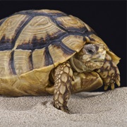 Egyptian Tortoise