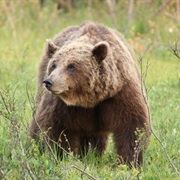 Bear Watching, Finland