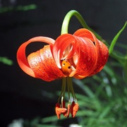 Prealpes D'Azur Regional Park, France