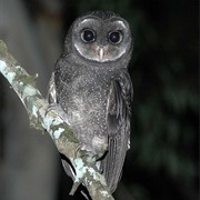Greater Sooty-Owl (Tyto Tenebricosa)