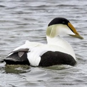 Eider