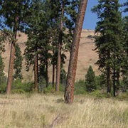 Wallowa Lake Highway Forest State Scenic Corridor, Oregon