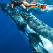 Swim With Humpback Whales in Tonga
