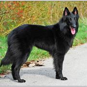 Belgian Sheepdog