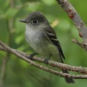 Least Flycatcher