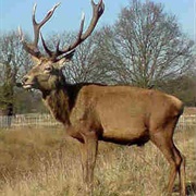 Hybrid Deer