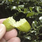 Mount White Lime (Citrus Garrawayi)