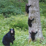 Seen Bears in the Wild