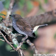 Oloma'o (Possibly Extinct)