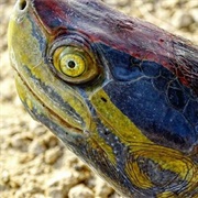 Red-Crowned Roofed Turtle