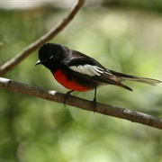 Painted Redstart