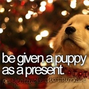 Be Given a Puppy as a Present