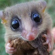 Chacoan Pygmy Opossum