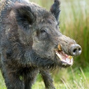 Boar