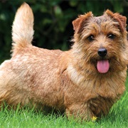Norfolk Terrier