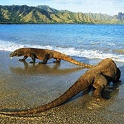 Komodo National Park